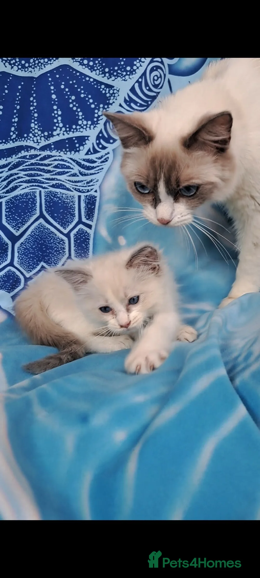 Ragdoll cats for sale: Male lilac bi colour - Advert 2