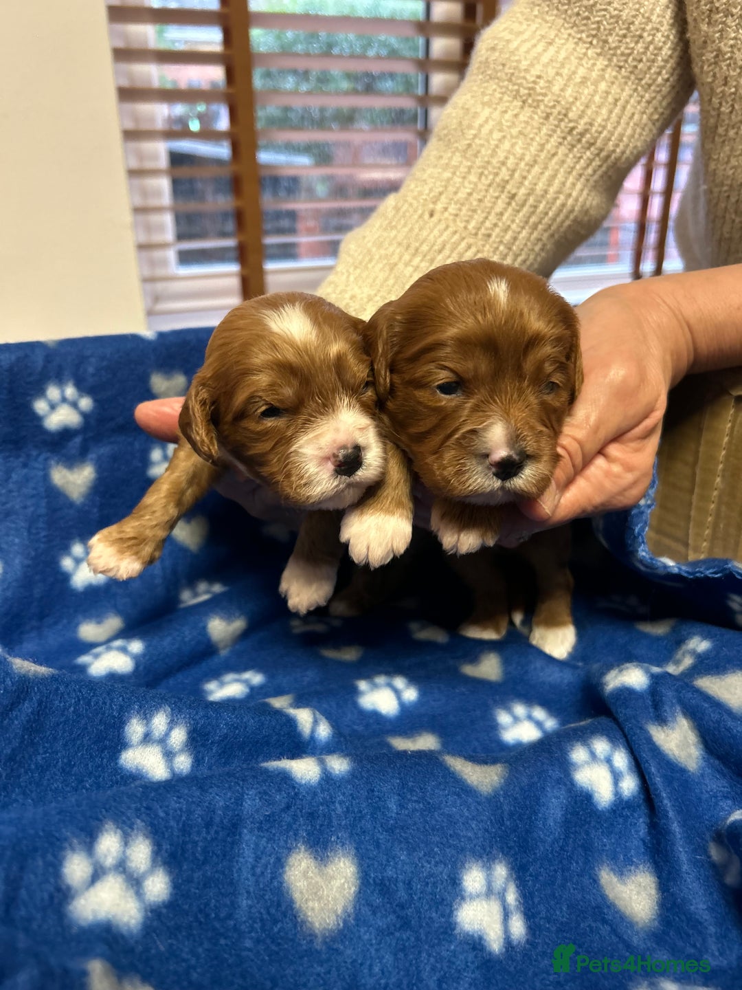 Cavapoo dogs for sale: Stunning litter of F1 cavapoo puppies,DWKC reg  - Advert 7