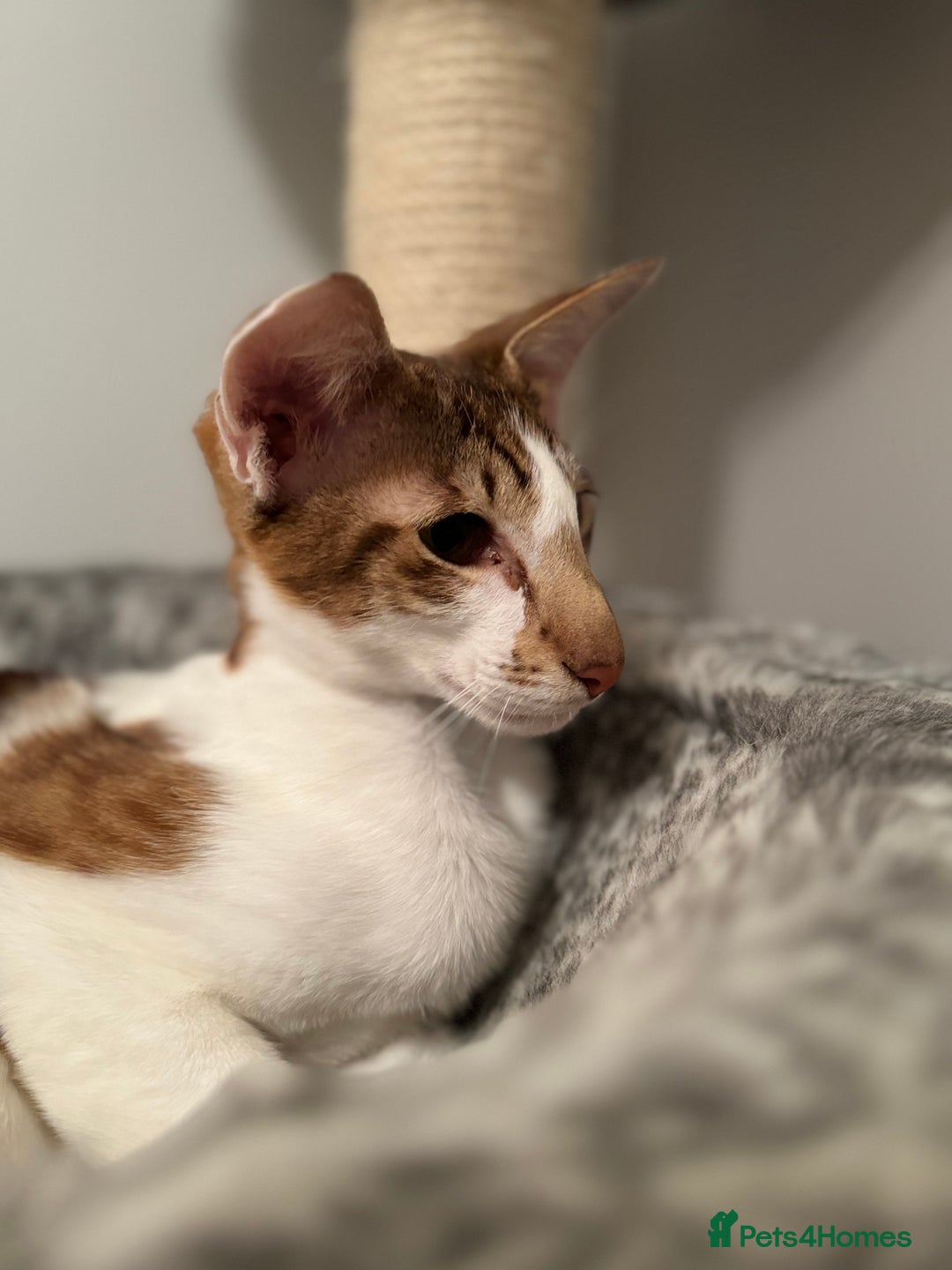 Peterbald cats for sale: Theo and Lewis (ginger )  - Image 9