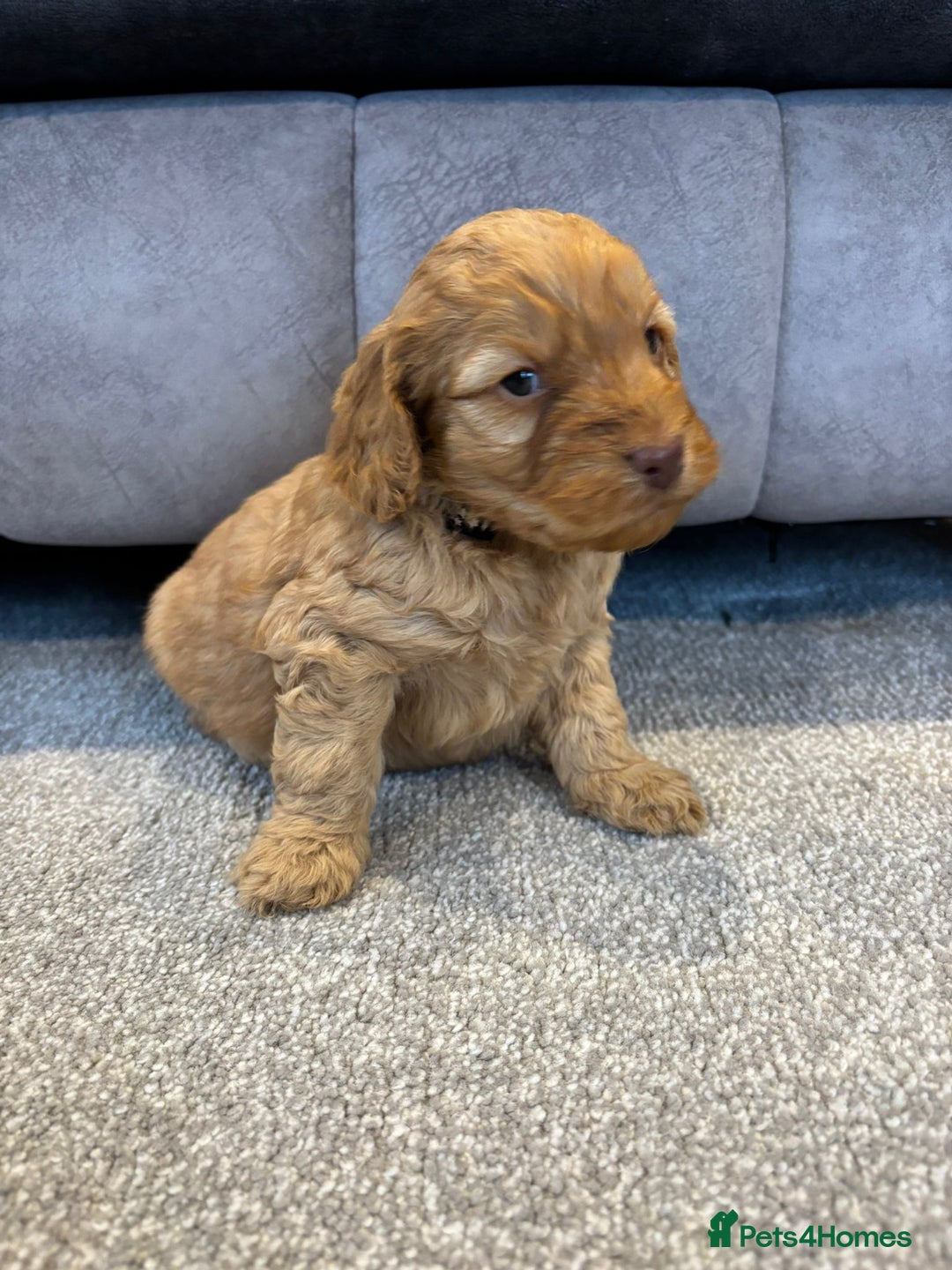 Cockapoo dogs for sale: Six stunning cockapoo puppies - Advert 16