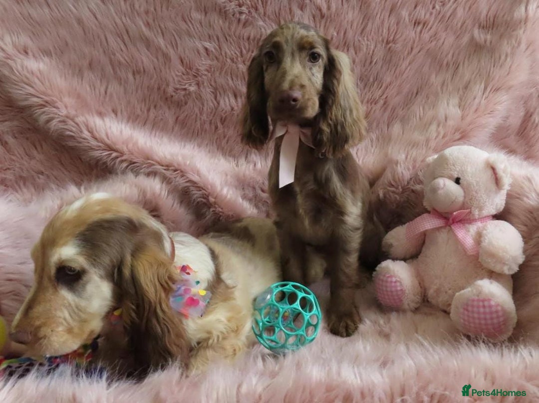 Cocker Spaniel dogs for sale: 🏆BEAUTIFUL COLOURS 🏆 SHOW TYPE COCKER SPANIELS - Image 15