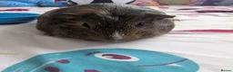 Guinea Pig rodents for sale: 3 female guinea pigs  - Advert 4