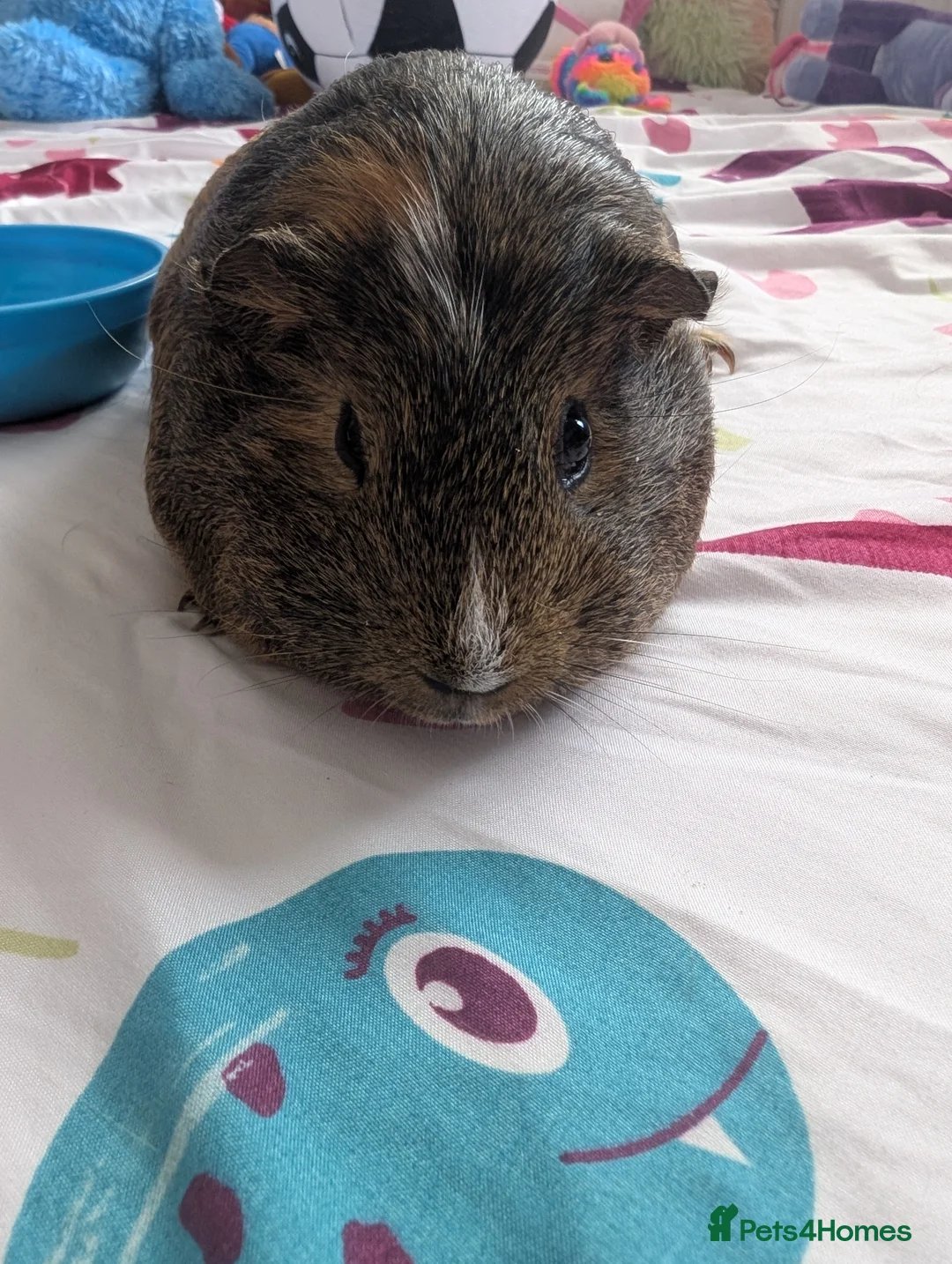 Guinea Pig rodents for sale: 3 female guinea pigs  - Advert 4