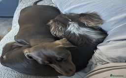 Miniature Dachshund dogs for sale: Chocolate Tan/dapple Miniature Dachsund - Image 5