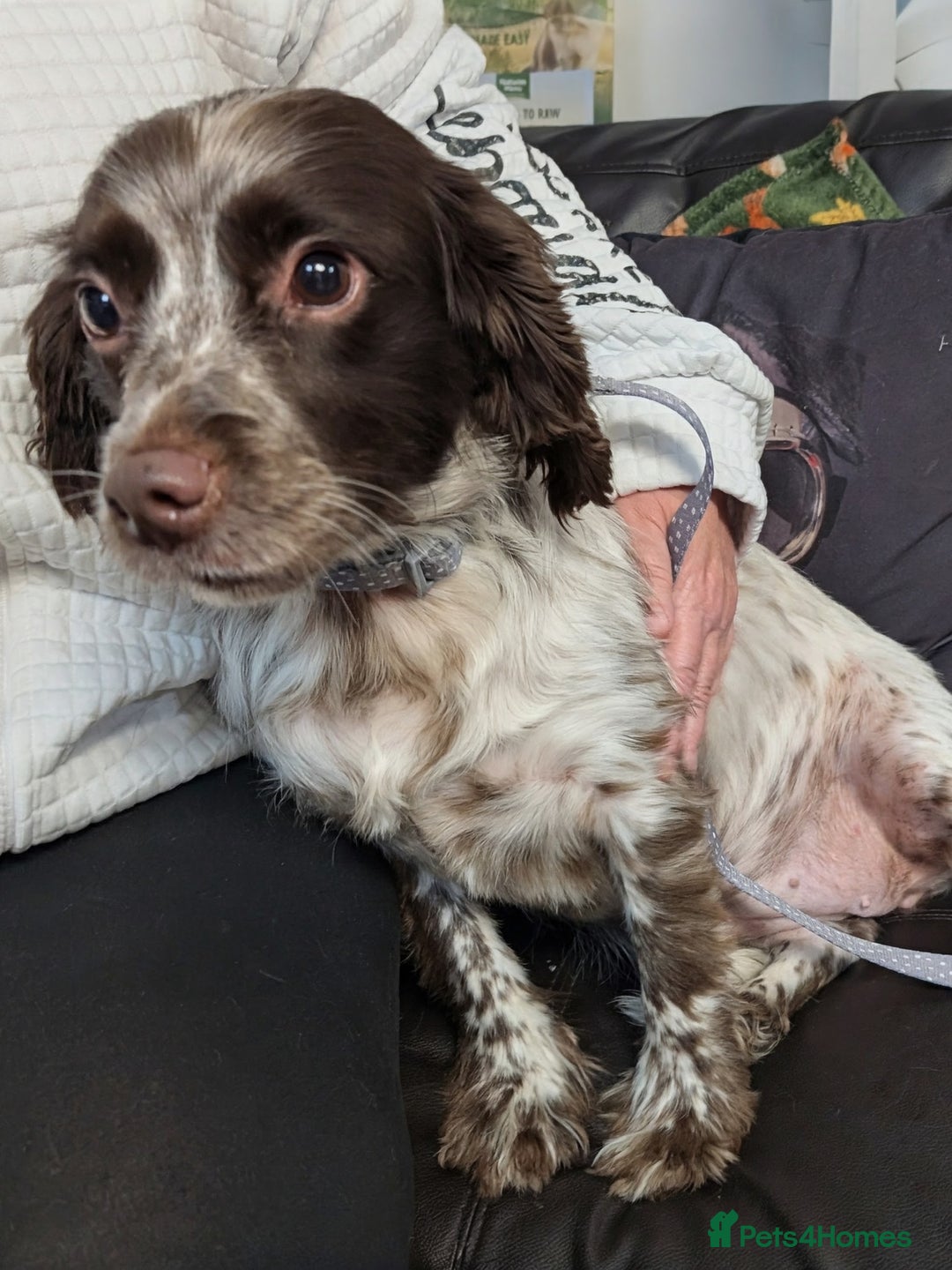 English Springer Spaniel dogs for adoption: DAISEY THE SPRINGER & WINNIE THE LABRADOR X PARSON - Image 14