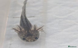 Axolotl reptiles for sale: *reduced*Rare Baby Lavender and wild type axolotl  - Image 20