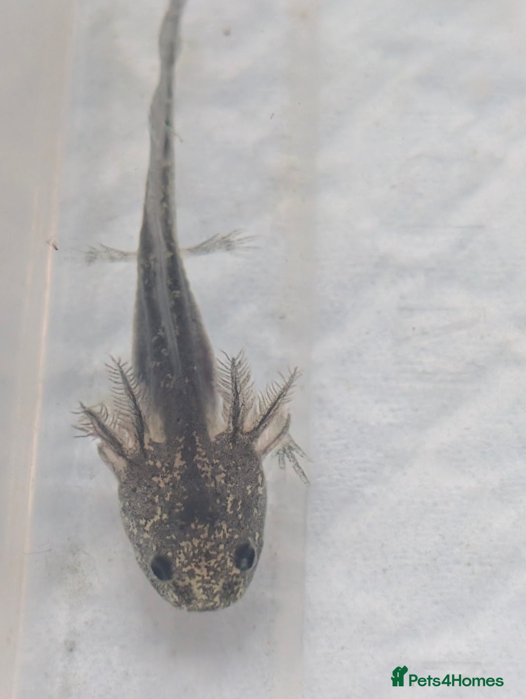 Axolotl reptiles for sale: *reduced*Rare Baby Lavender and wild type axolotl  - Image 20