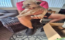 Lurcher dogs for sale: Lurcher long an short wired puppies - Image 3