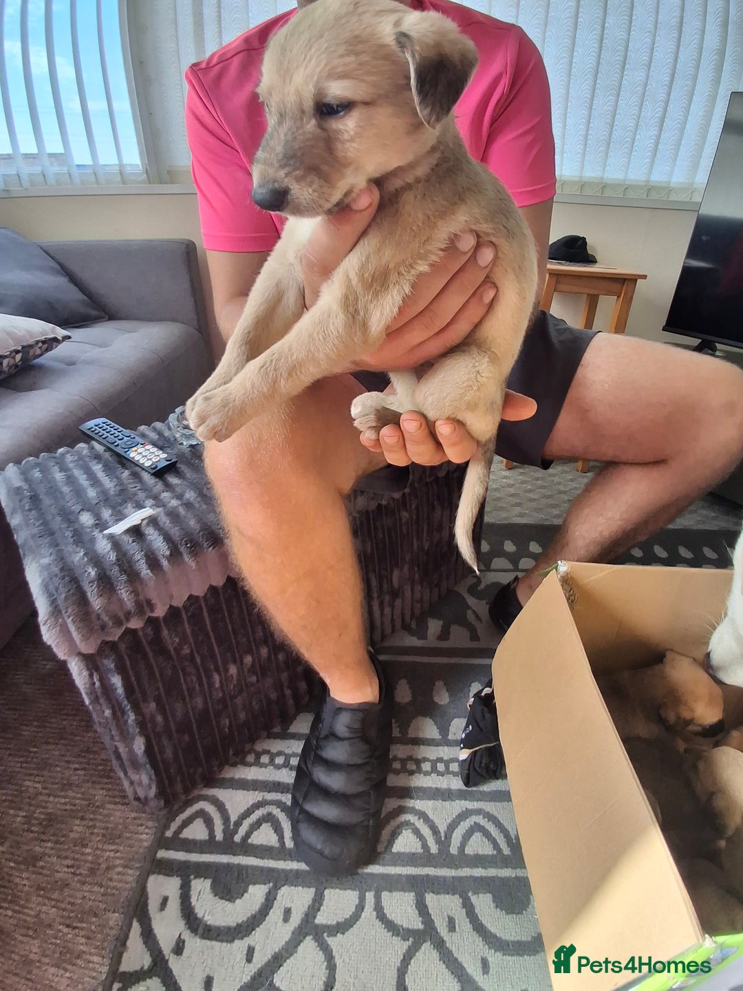 Lurcher dogs for sale: Lurcher long an short wired puppies - Image 3