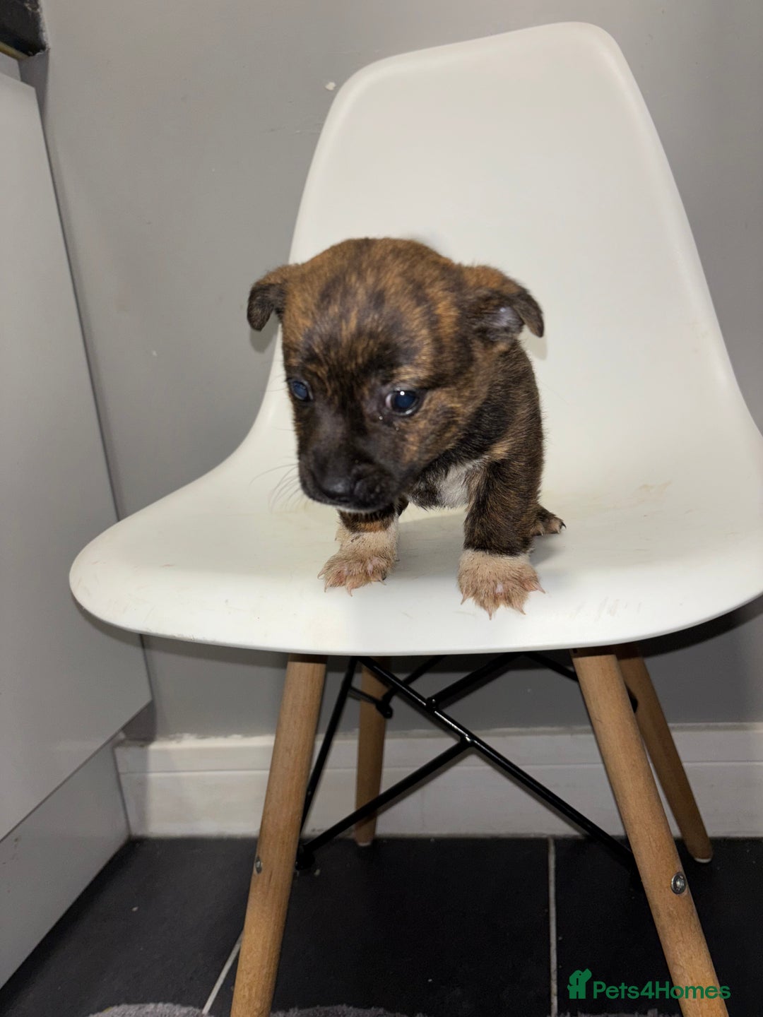 Jack Russell dogs for sale: Jack Russell pups  - Advert 4