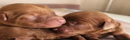Cavapoo dogs for sale: Licensed breeder,dna clear red tiny cavapoo pups  - Advert 5
