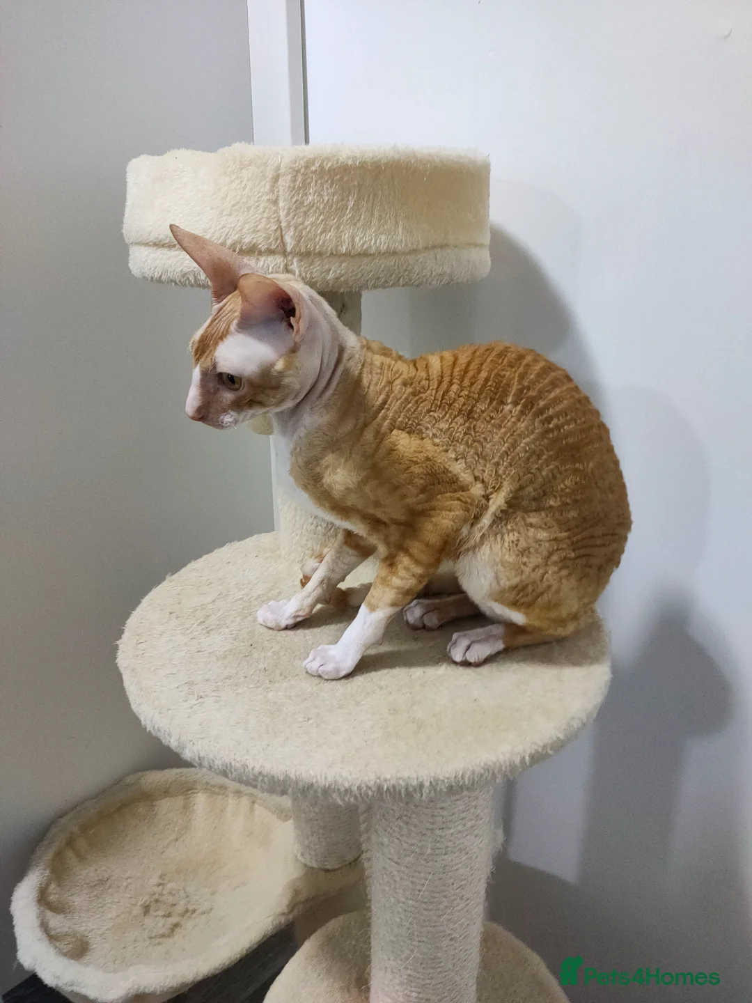 Cornish Rex cats for sale: Cornish Rex Male Seeking a Loving Forever Home - Advert 6