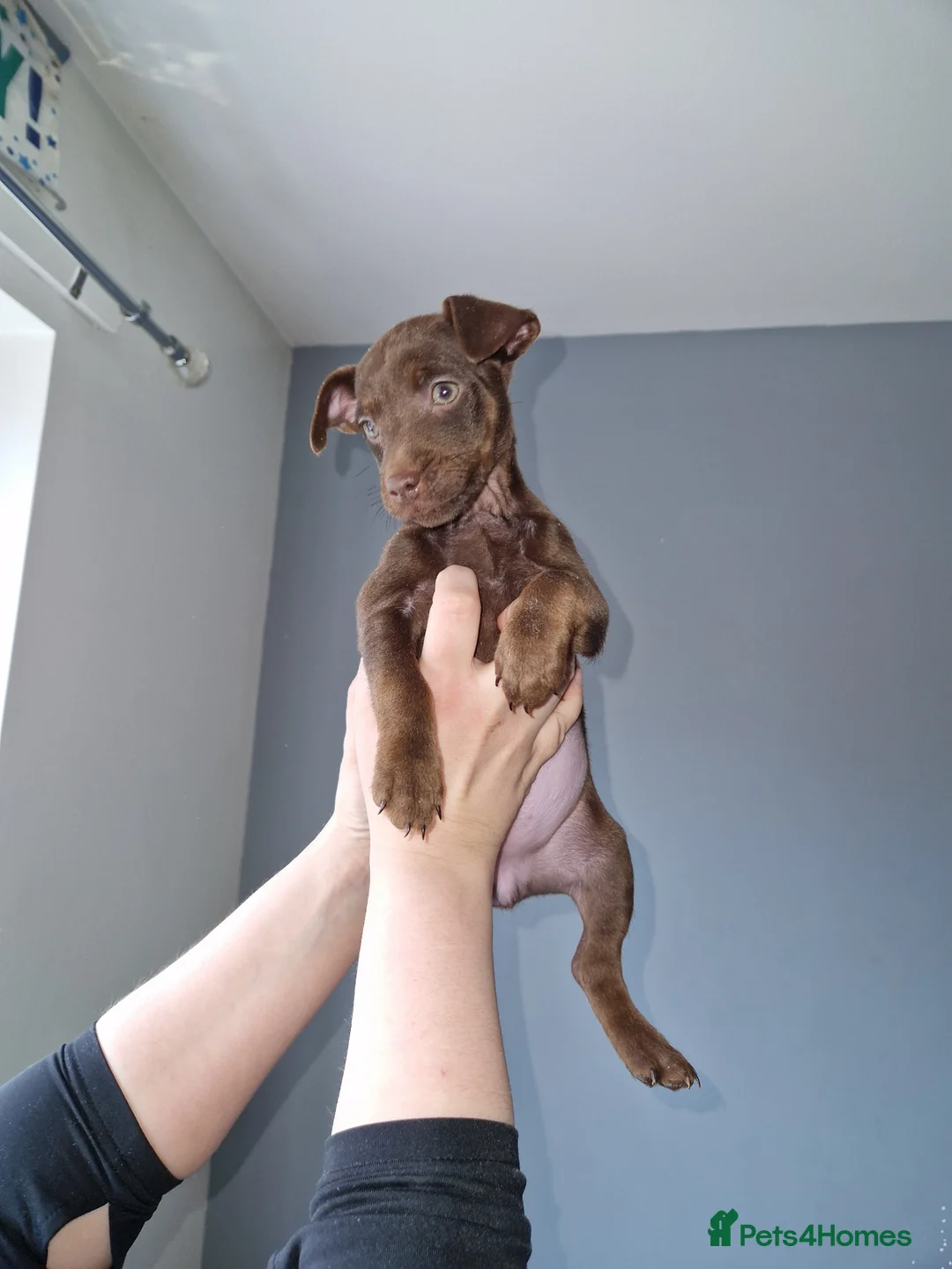 Patterdale Terrier dogs for sale: 1 chocolate patterdale bitch ready to leave now - Advert 2