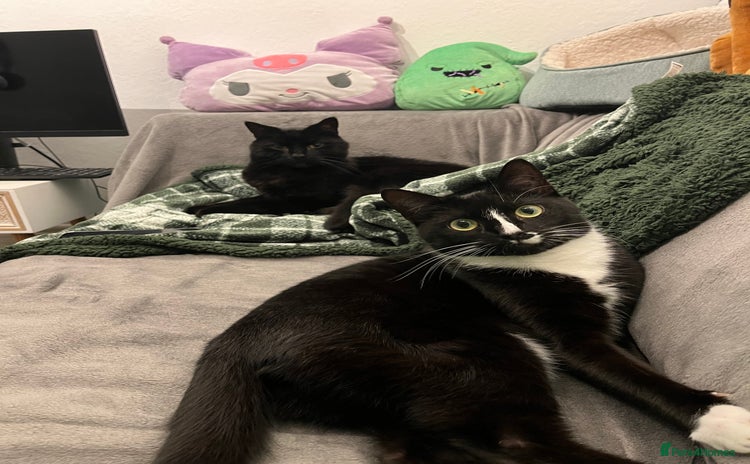 American Shorthair cats 2 brothers need a new home ASAP BOTH STAY TOGETHER - Advert 1