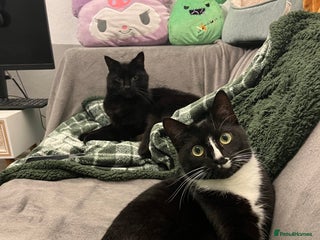 American Shorthair cats 2 brothers need a new home ASAP BOTH STAY TOGETHER - Advert 1