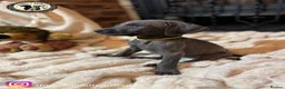 Weimaraner dogs for sale: 🐾KC Registered Blue & Silver Weimaraner Puppies🐾 - Advert 15