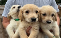 Golden Retriever dogs for sale: 3 male Golden retriever pups for sale - Image 2