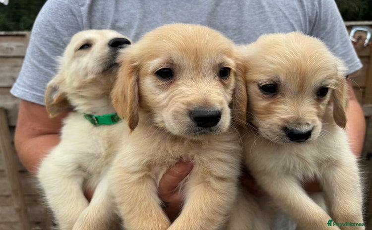 Golden Retriever dogs - Advert 14