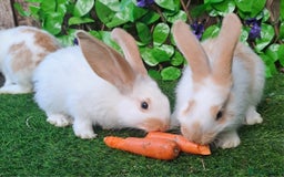 Giant Papillon rabbits for sale: Pure Giant Papillon Kits - Vaccinated - RESERVE - Image 6