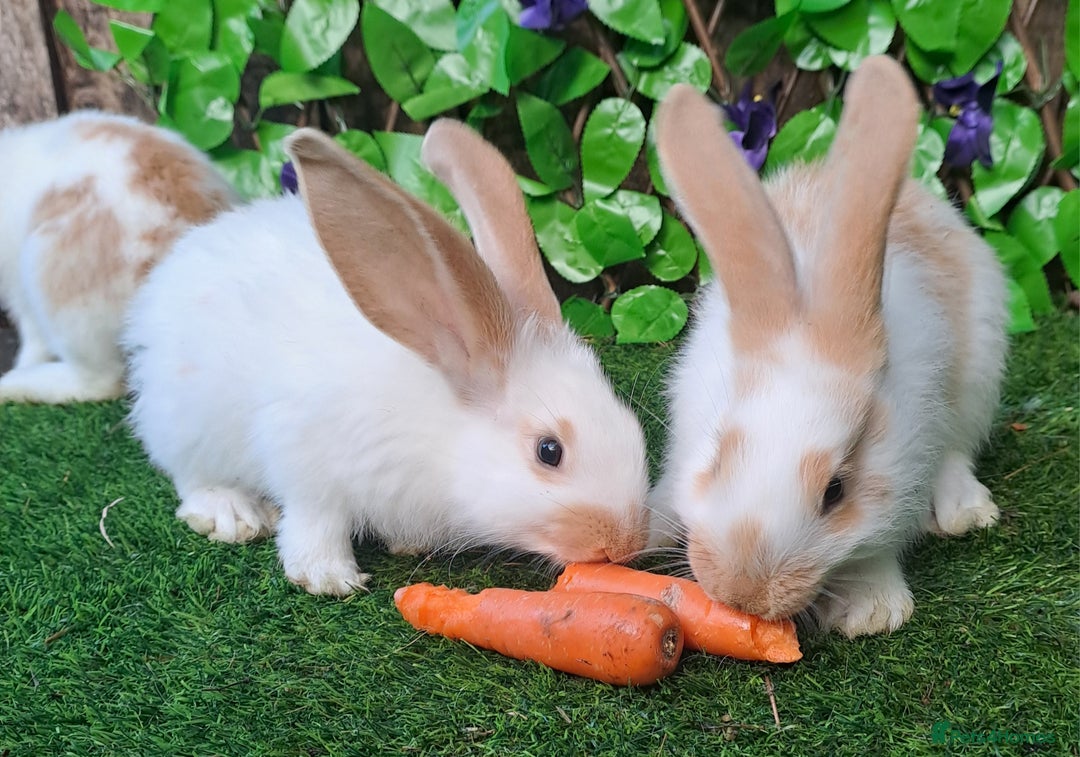 Giant Papillon rabbits for sale: Pure Giant Papillon Kits - Vaccinated - RESERVE - Image 6