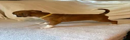 Boxer dogs for sale: *** 22 Championships between parents *** in Newbury - Advert 21