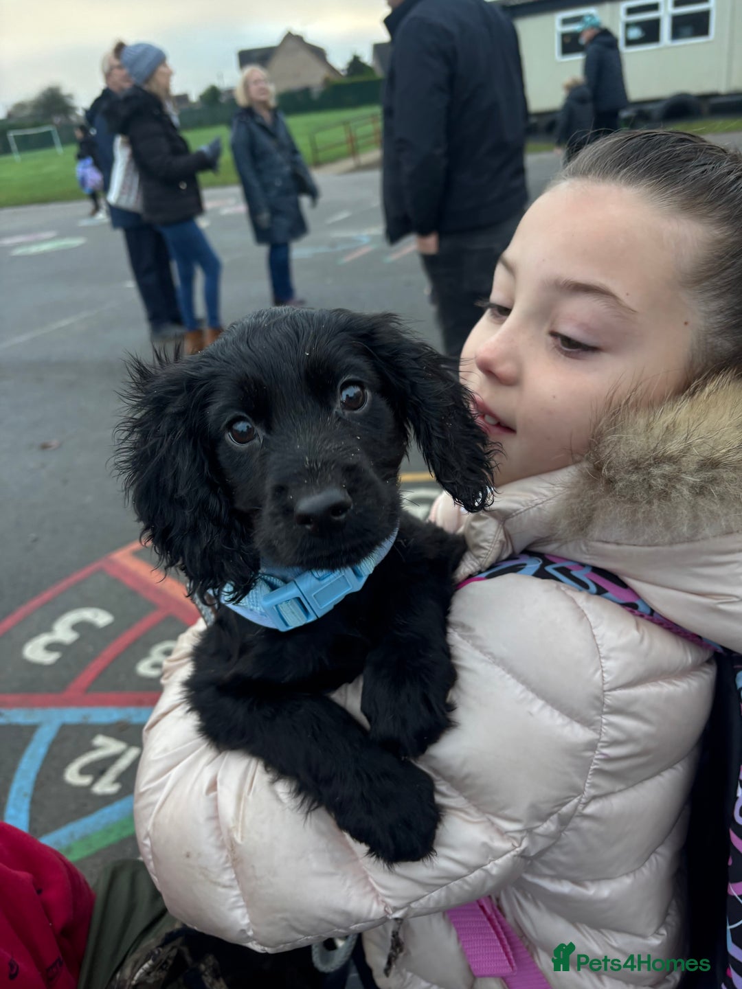 Sprocker dogs for sale: Daisy and dug  - Advert 2