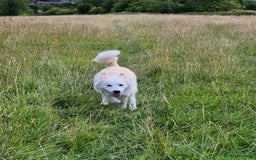 Alaskan Malamute dogs for sale: Alaskan malamute female puppy, excellent bloodline - Image 3