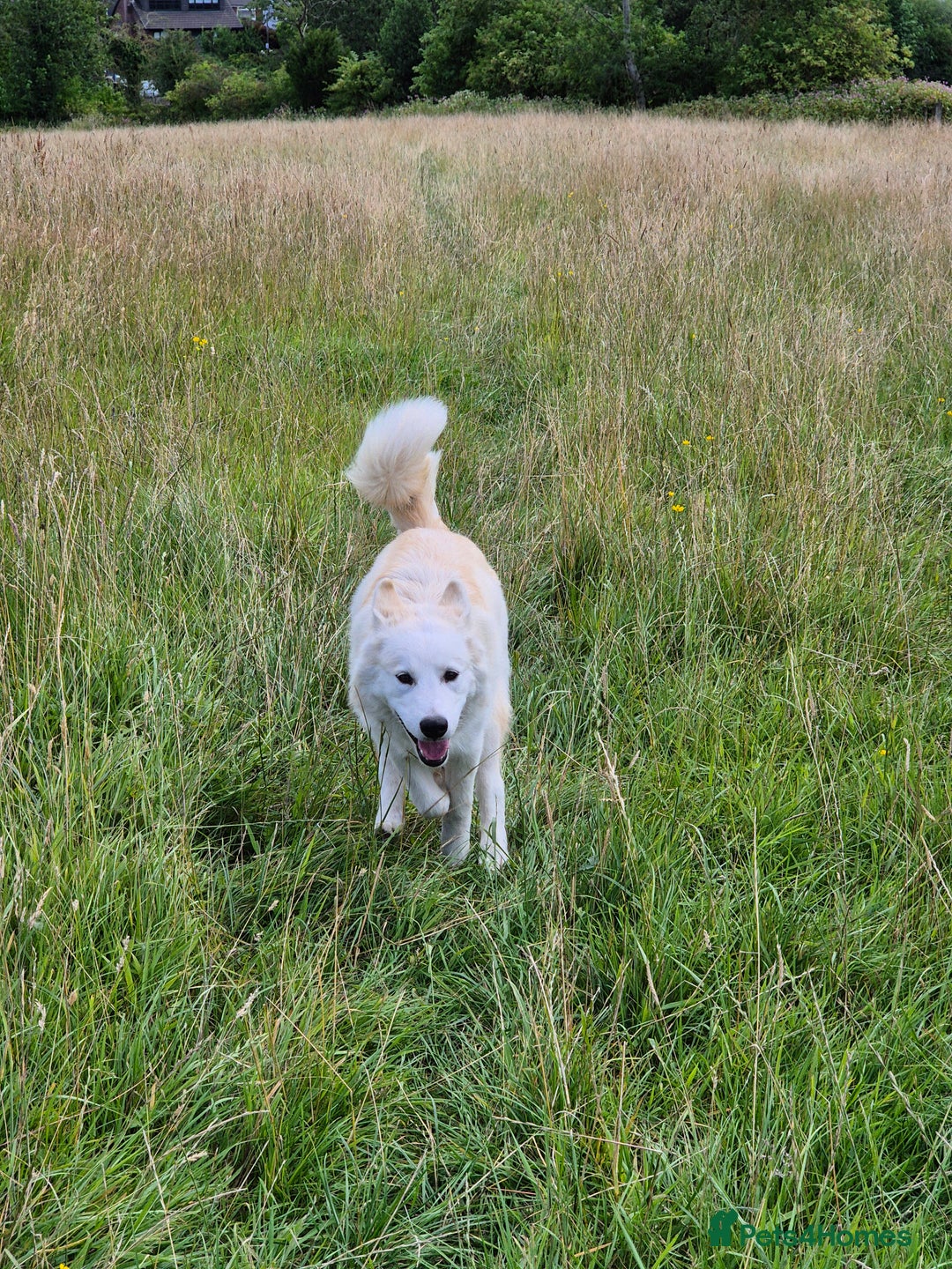 Alaskan Malamute dogs for sale: Alaskan malamute female puppy, excellent bloodline - Image 3