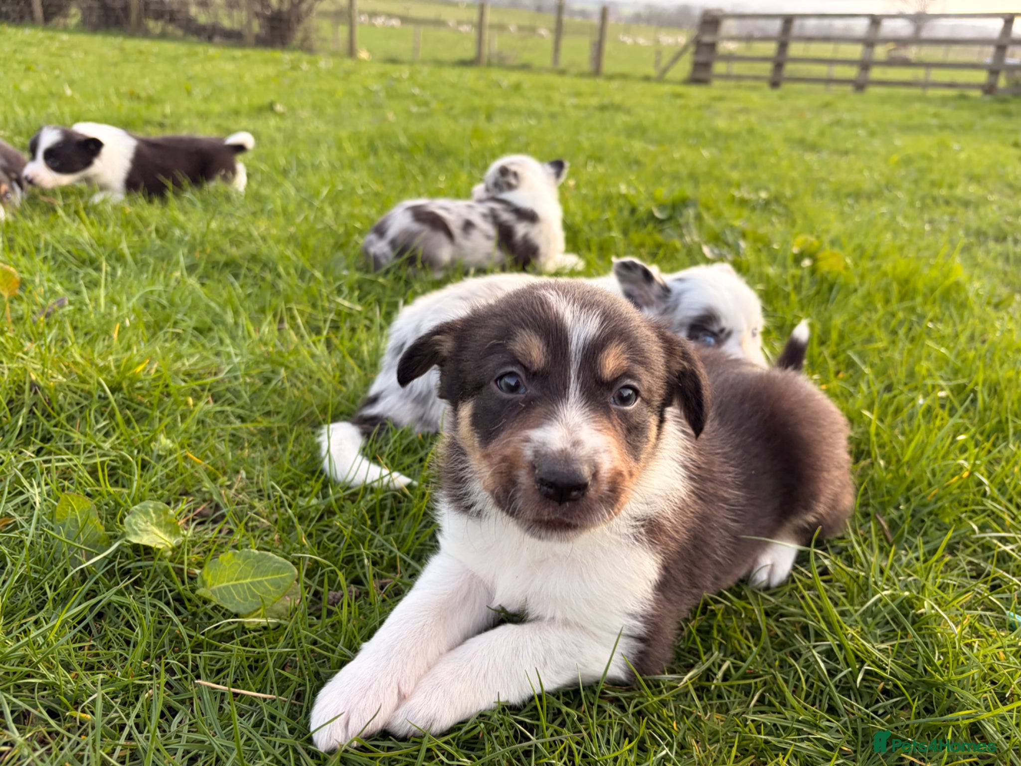 Border Collie dogs Border Collie Pups from working parents  - Advert 1