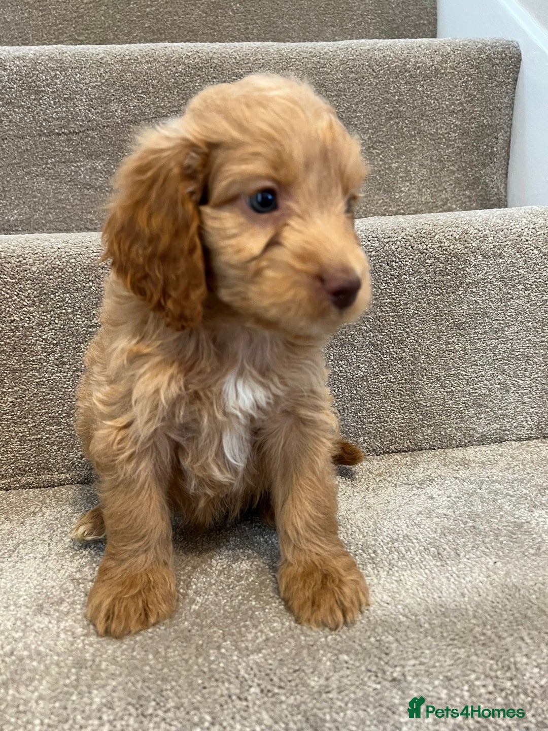 Cockapoo dogs for sale: Cockapoo puppies ready now  - Image 7
