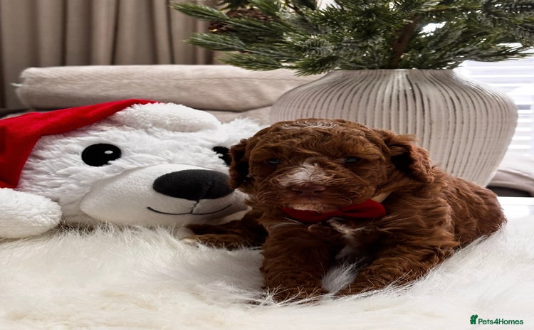 Labradoodle dogs Priemium Multigen Labradoodle Puppies - Advert 12