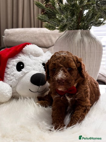 Labradoodle dogs Priemium Multigen Labradoodle Puppies - Advert 12