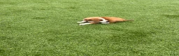 Jack Russell dogs for sale: 7 beautiful jack Russel puppies for sale - Advert 8