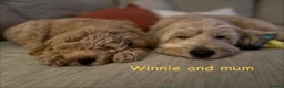 Mixed Breed dogs for sale: 🐾 Australian Double Doodle Puppies Expected 🐾 - Advert 7