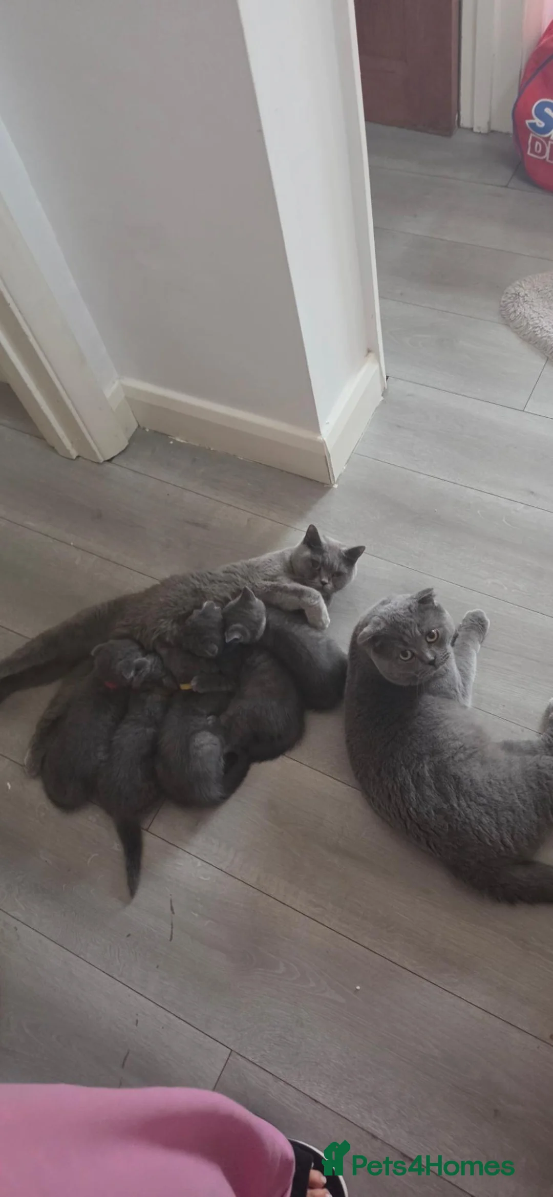 British Shorthair cats for sale: Beautiful kittens looking for loving homes!  - Advert 2