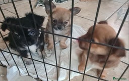 Chihuahua dogs for sale: 3 beautiful boy pedigree chihuahuas - Image 7