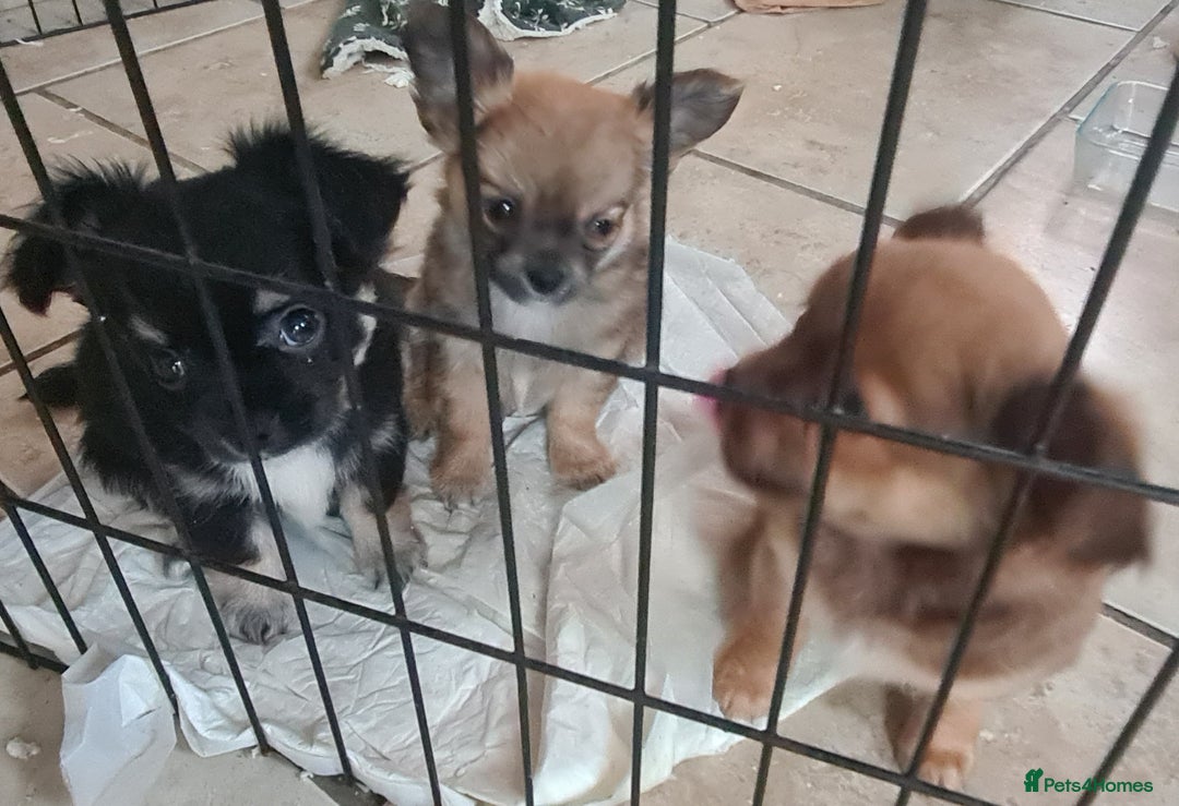 Chihuahua dogs for sale: 3 beautiful boy pedigree chihuahuas - Image 7