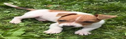 Jack Russell dogs for sale: Ready to go gorgeous Jack Russel pups in Rhyl - Advert 2