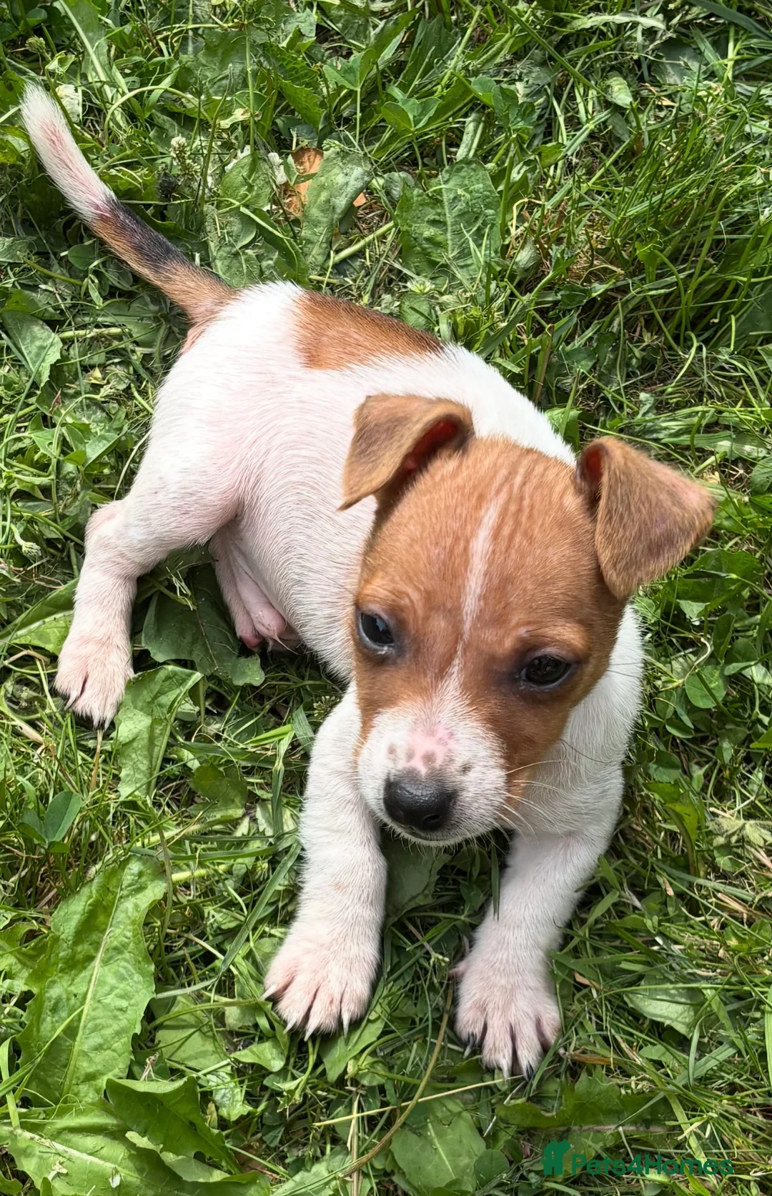 Jack Russell dogs for sale: Ready to go gorgeous Jack Russel pups in Rhyl - Advert 2