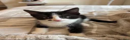 Mixed Breed cats for sale: Tuxedo Female Kitten  - Advert 4