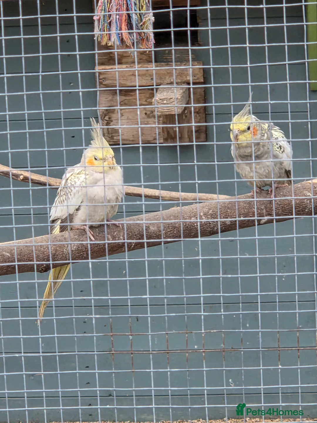 Cockatiels birds for sale: Stunning Young Cockatiels For Sale - Advert 3