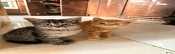 British Shorthair cats for sale: Stunning BSH Kittens Ready Now! - Advert 13