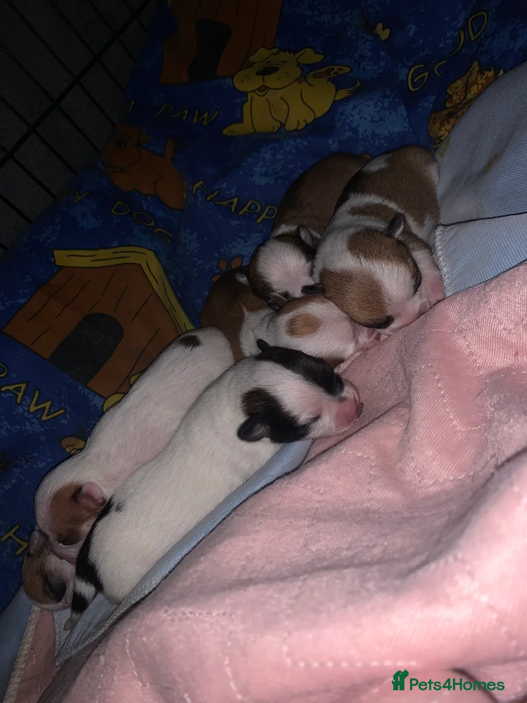 Jack Chi dogs for sale: 3/4 Chihuahua 1/4 Jack Russell puppies  - Advert 4