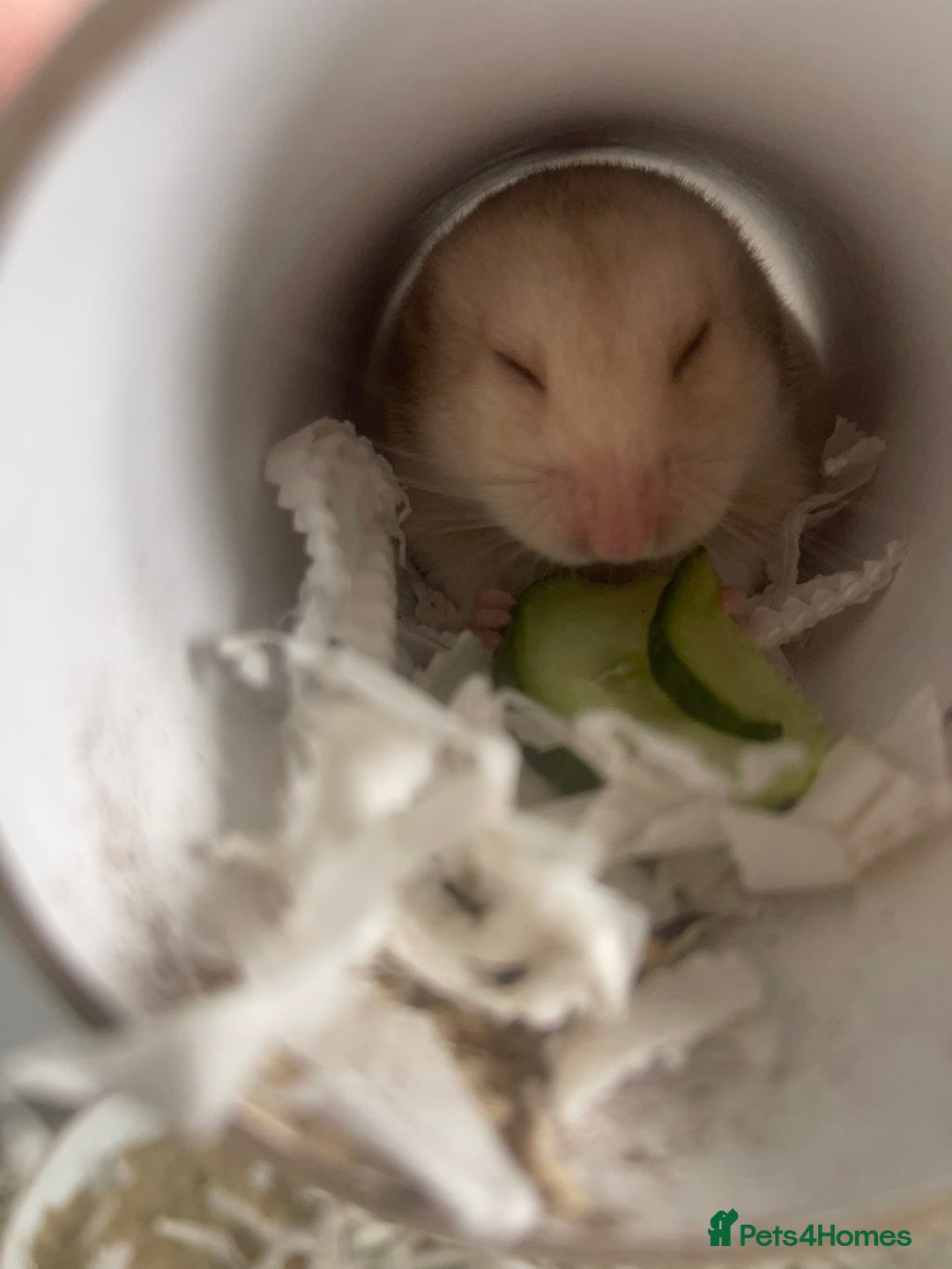 Hamster rodents for sale: two female Syrian hamsters for sale - Advert 2