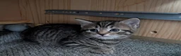Mixed Breed cats for sale: 2 girls available  in Leicester - Advert 10