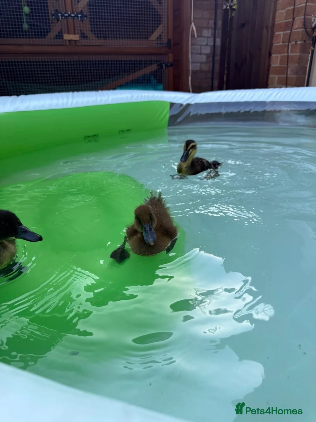 Ducks poultry for sale: Three ducklings - Advert 8