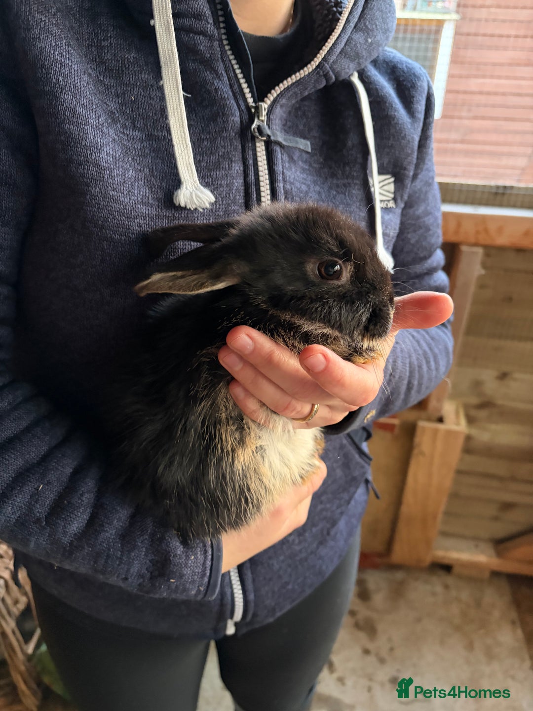 Mixed Breed rabbits for sale: One boy one girl  - Advert 2