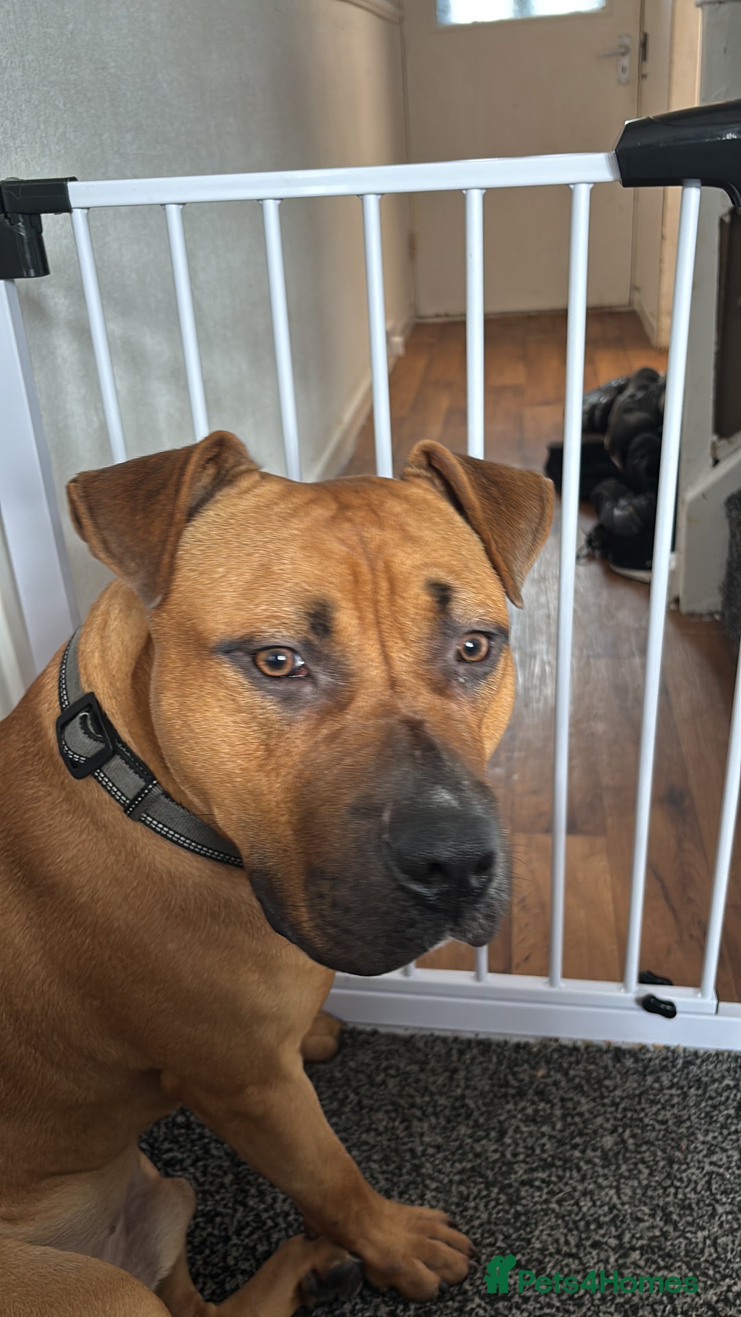 Mixed Breed dogs for sale: Male staffy cross  - Advert 4