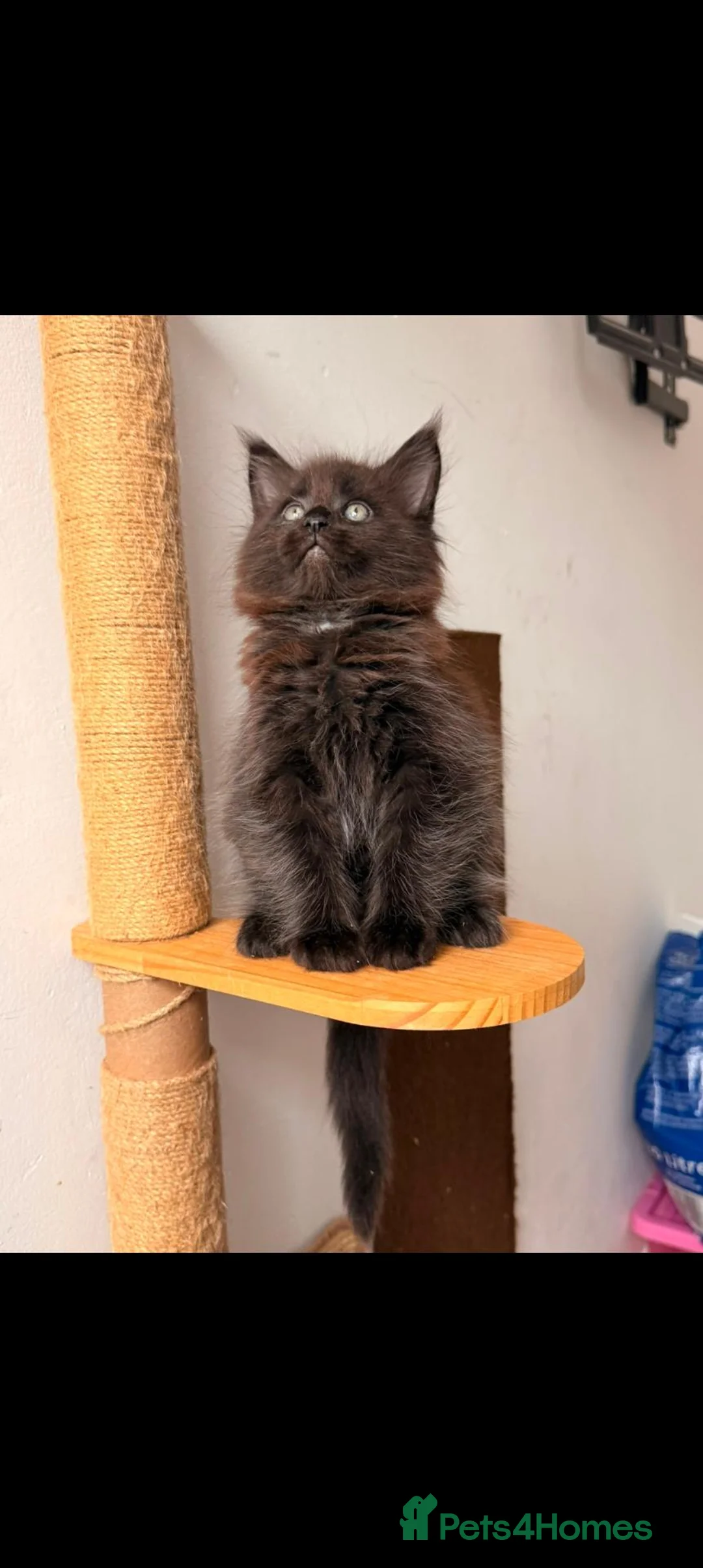Maine Coon cats for sale: 🐾 FIVE MAINE COON (TWO POLYDACTYL)  - Advert 1