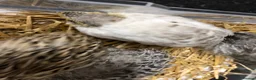 Mixed Breed birds for sale: 5 quail chicks  in Manchester - Advert 9